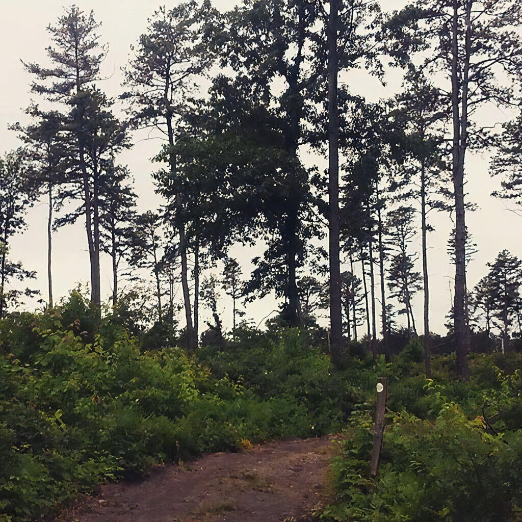 Photo: White Trail