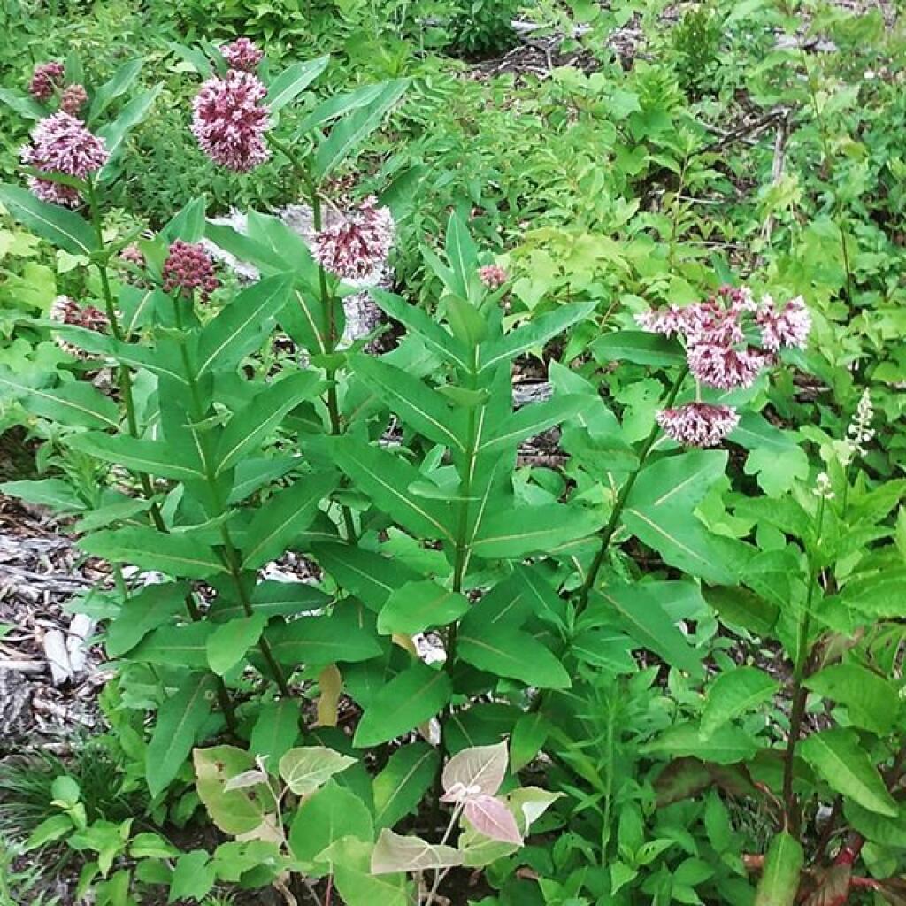 Photo: Milkweed