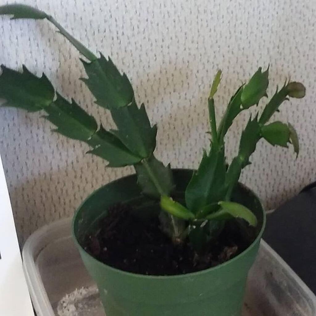 Photo: Lots of new growth on the now healthy Christmas Cactus