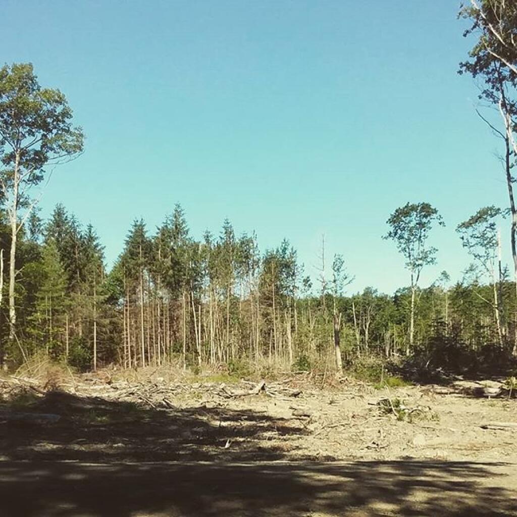 Photo: Timber harvest across from Duck Pond campsite provides great wildlife viewing opportunities Photo: Timber harvest across from Duck Pond campsite provides great wildlife viewing opportunities