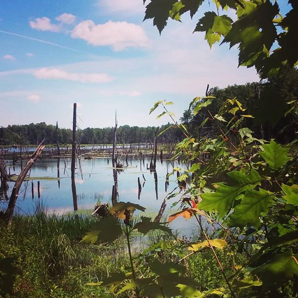 Photo: View from the nature trail Photo: View from the nature trail