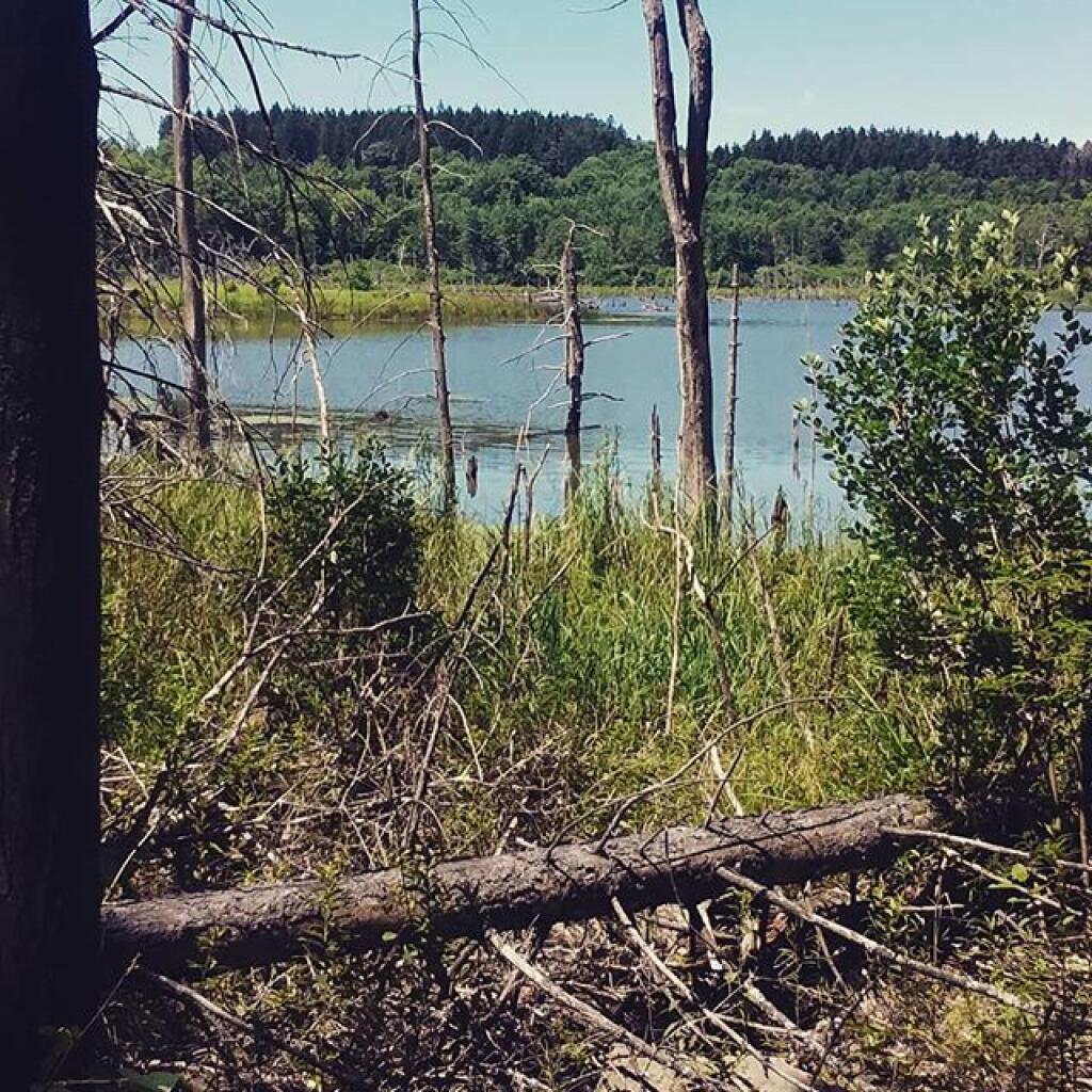 Photo: Trail around Looking Glass Pond Photo: Trail around Looking Glass Pond