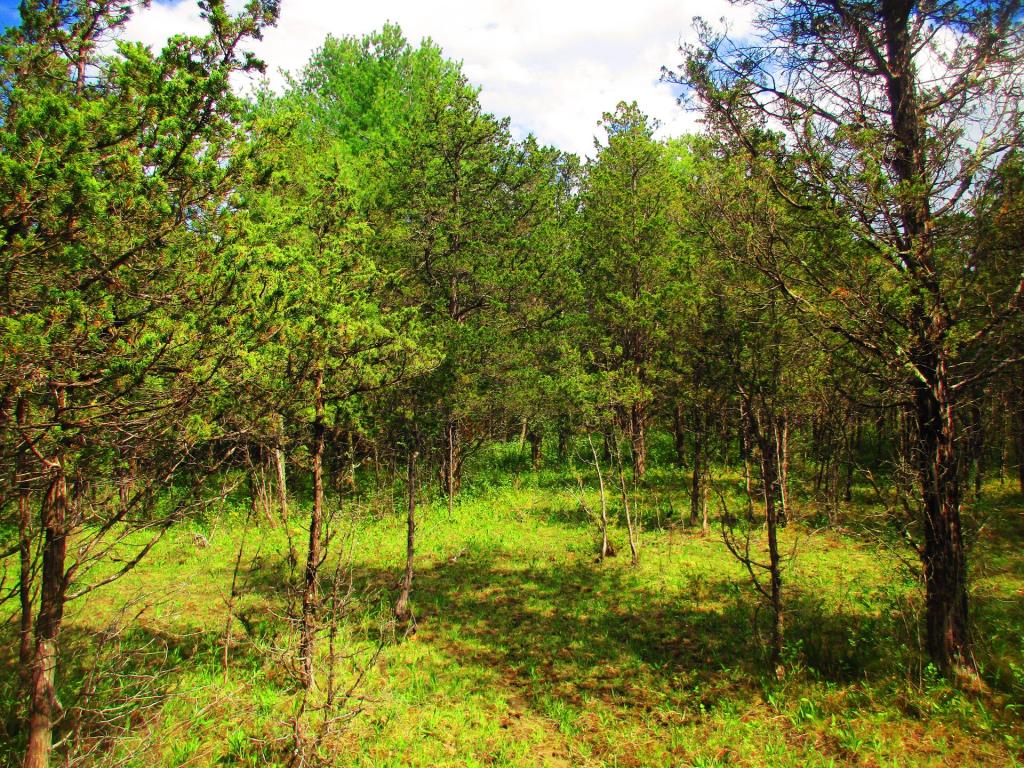 Photo: Cedar Above the Clay Pits Photo: Cedar Above the Clay Pits