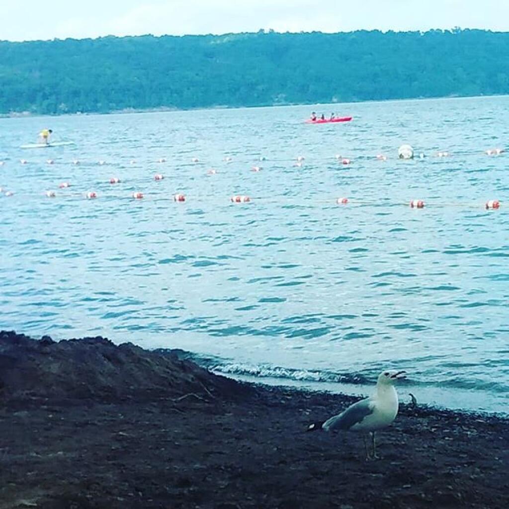 Photo: Sea Gull Photo: Sea Gull