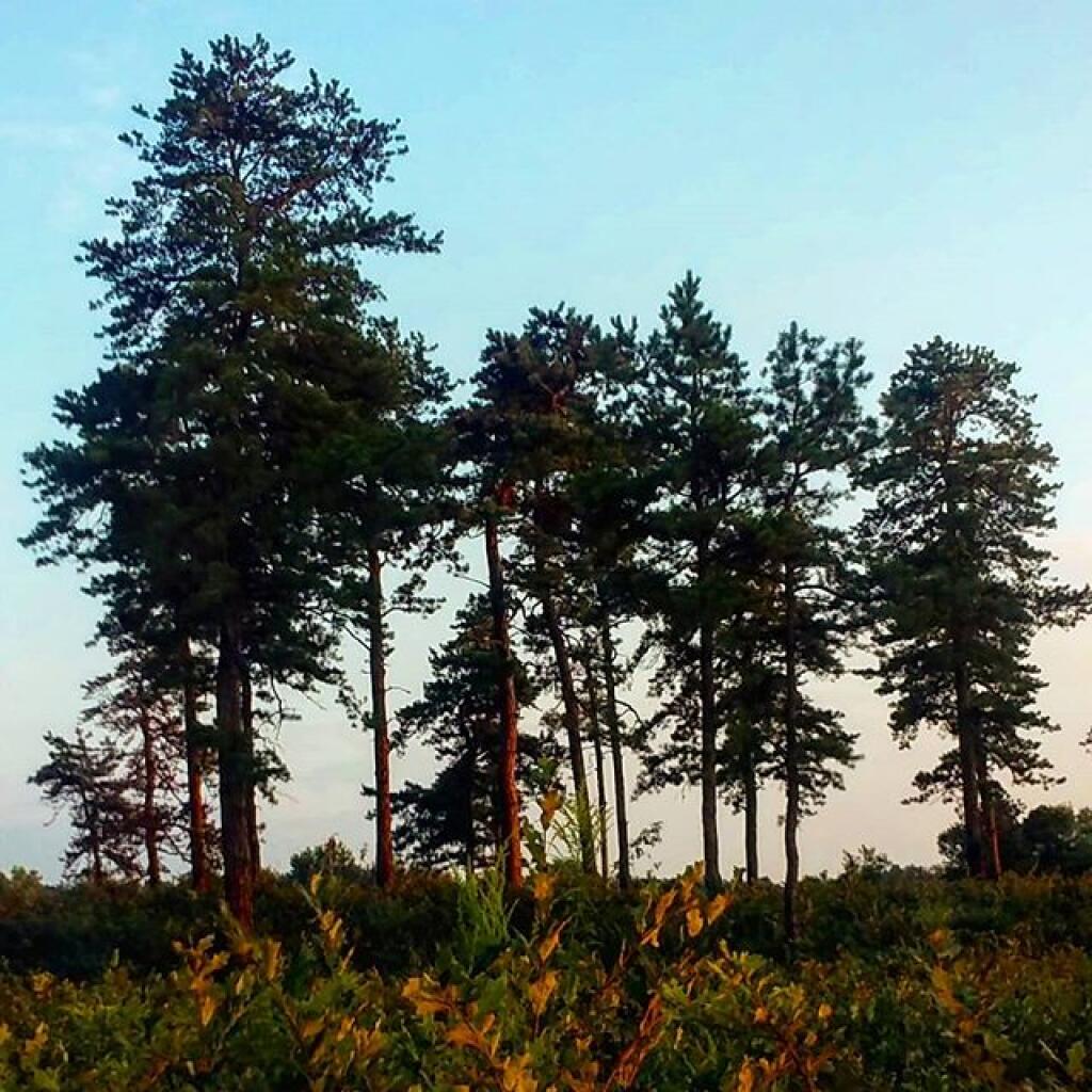 Photo: City Preserve