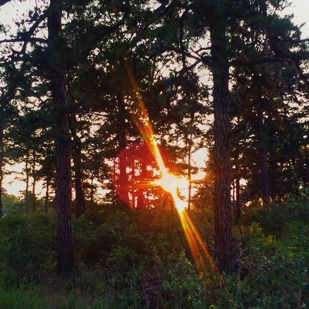 Photo: Fire in the woods