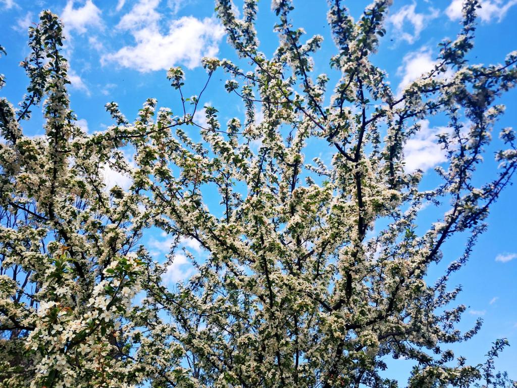 Photo: Crab Apple Photo: Crab Apple