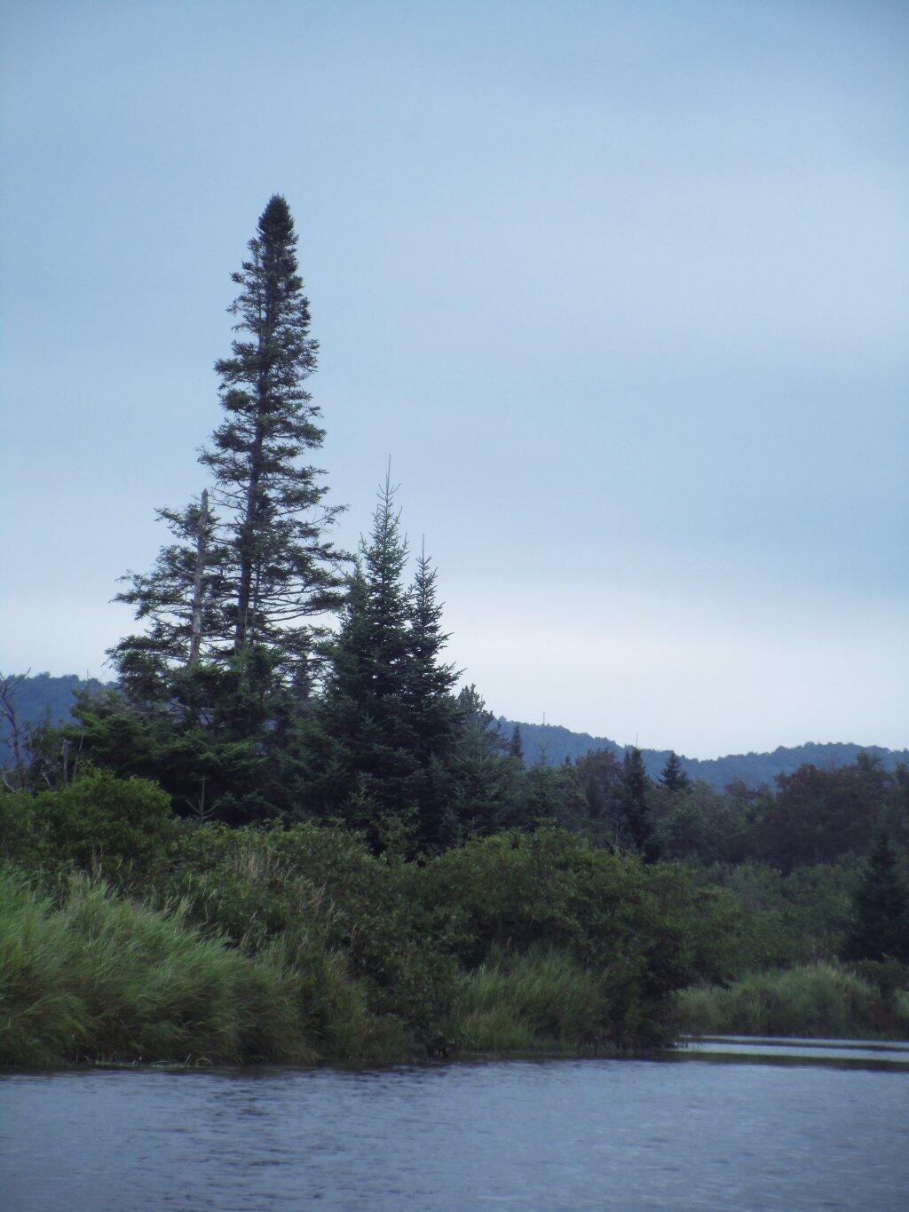 Photo: Spruce