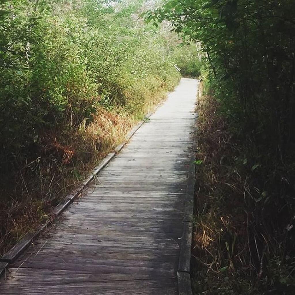 Photo: Boardwalk Photo: Boardwalk