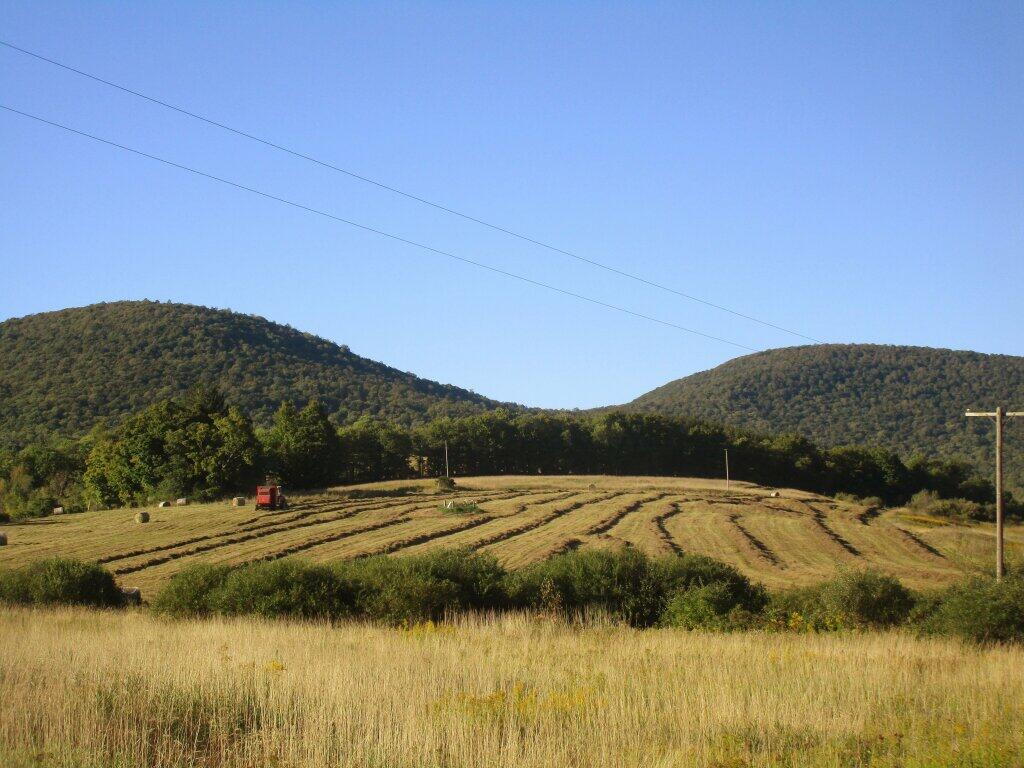 Photo: Making Hay