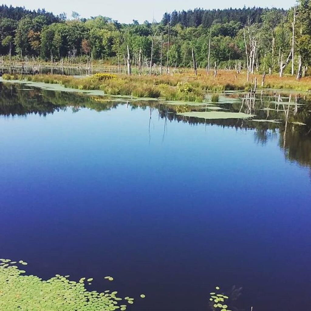 Photo: Looking Glass Pond