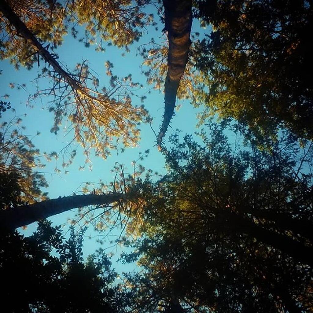 Photo: Morning from my hammock