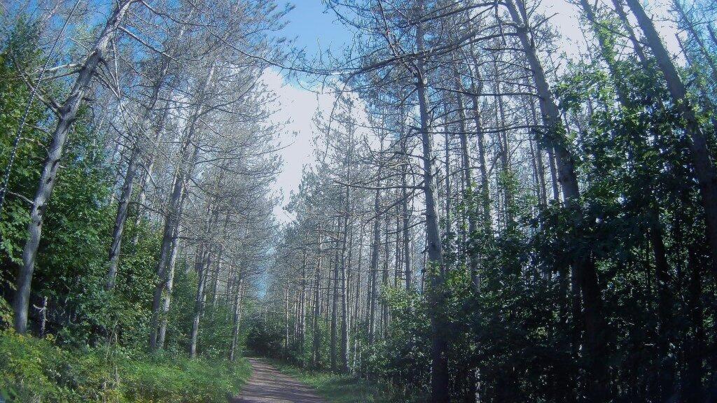 Photo: White Pine Stand
