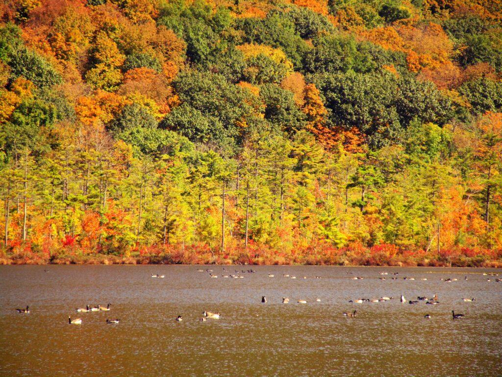 Photo: Geese