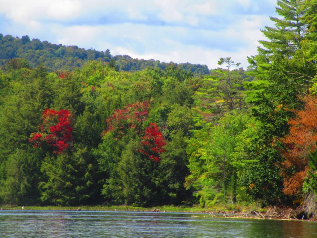 Photo: Red Maples Photo: Red Maples