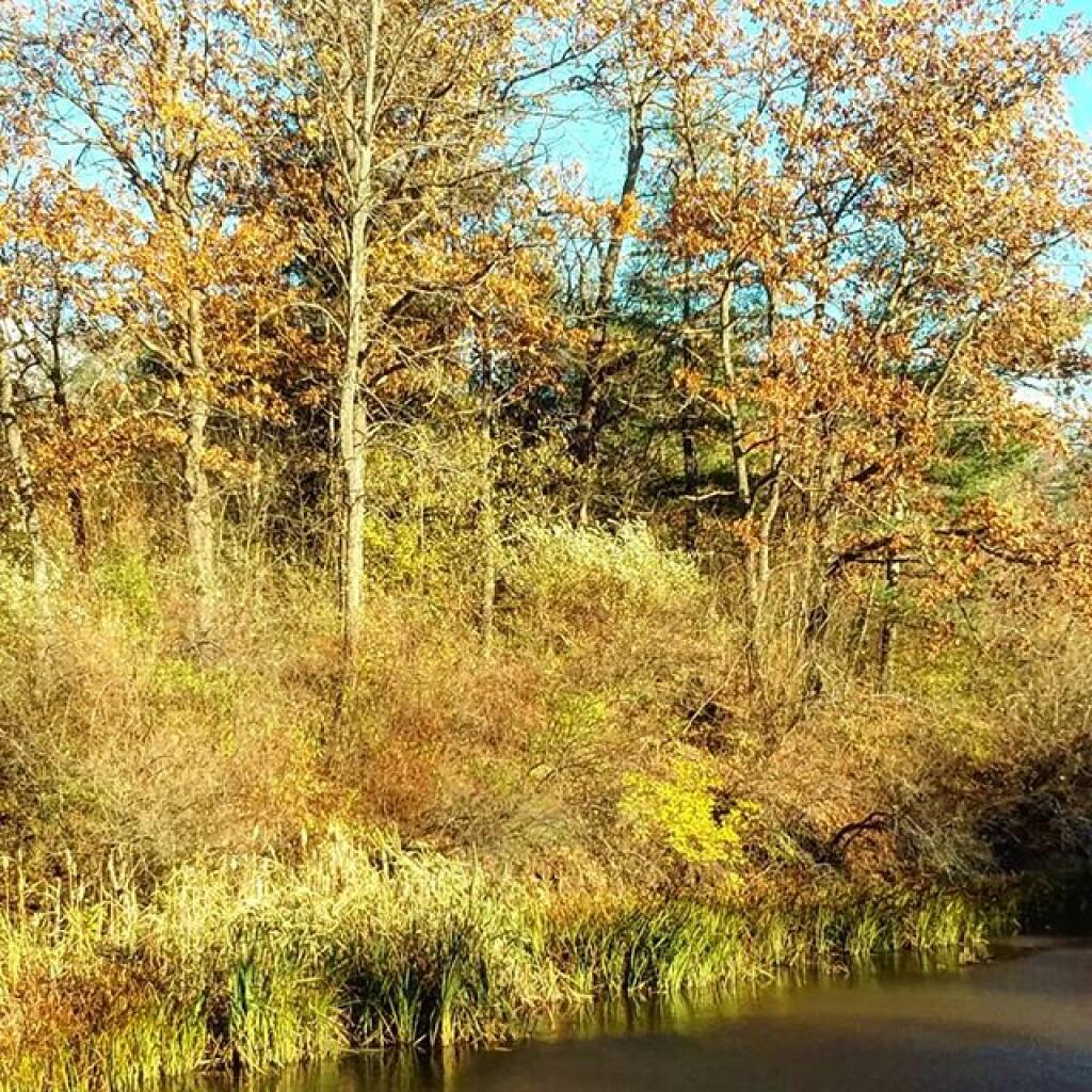 Photo: Pond