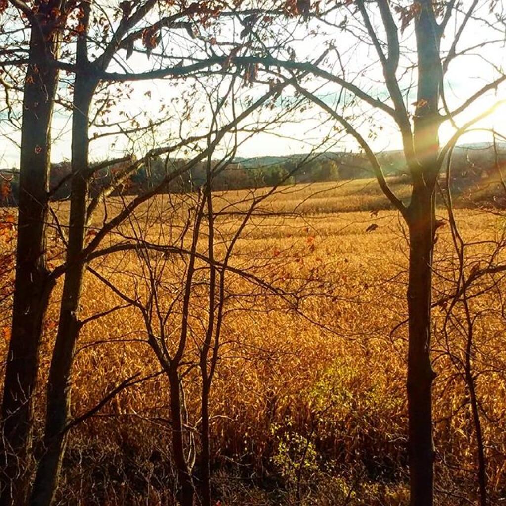 Photo: Corn field