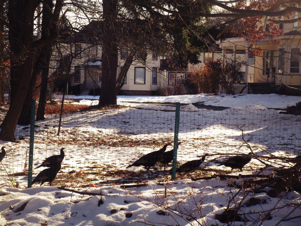 Photo: Hens