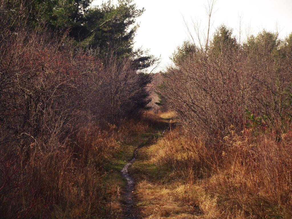 Photo: Muddy At Thacher Park Photo: Muddy At Thacher Park