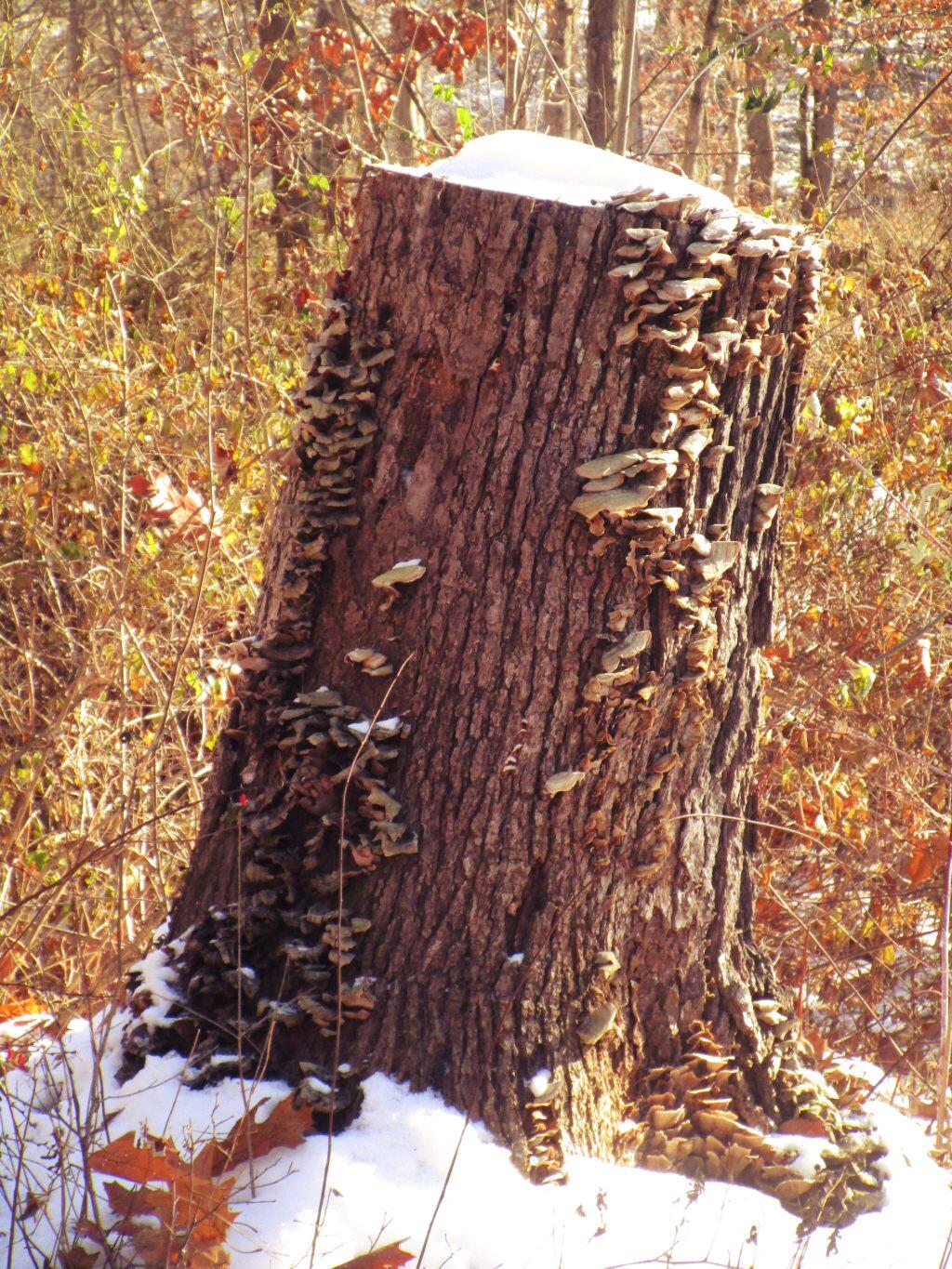 Photo: Stump