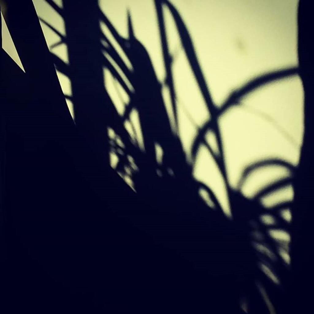 Photo: Shadow
