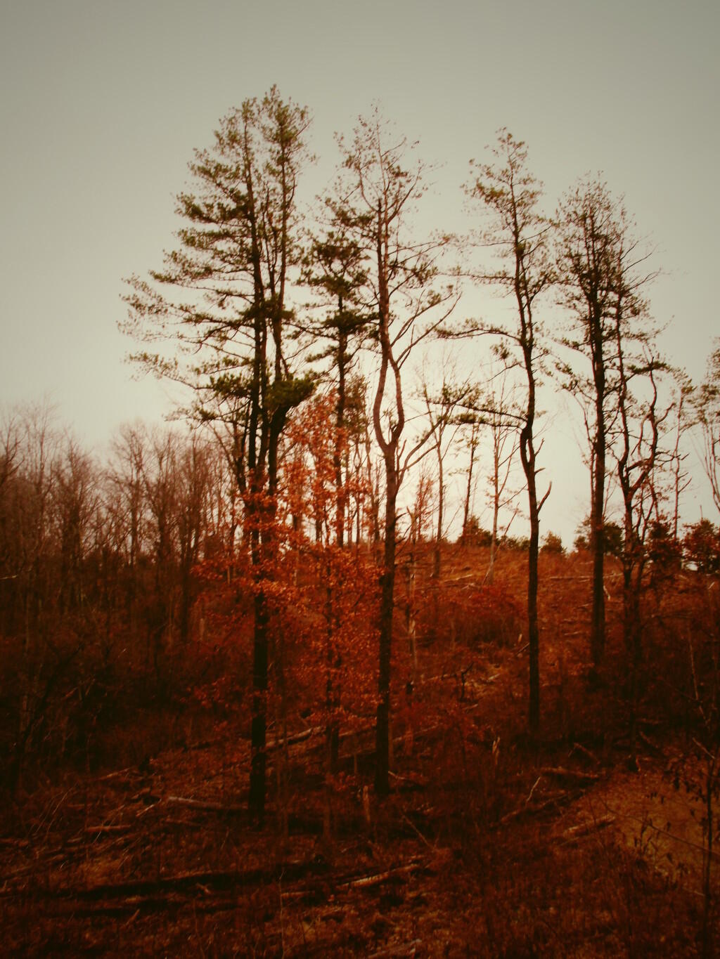 Photo: Hiking In The Pine Bush