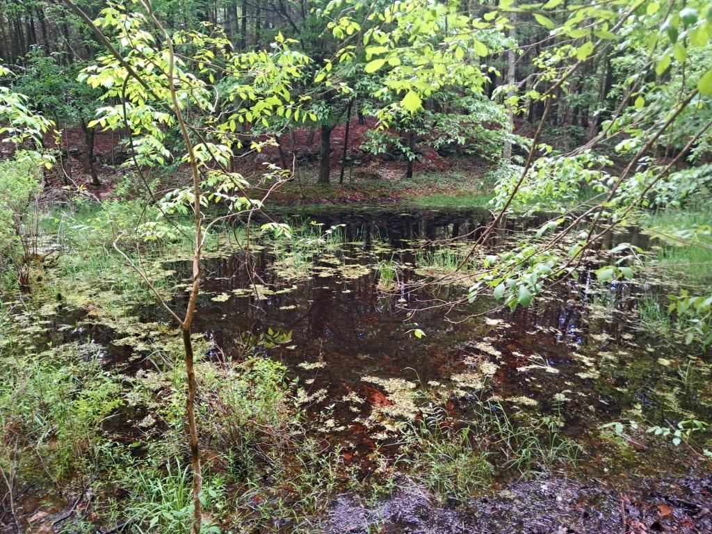 Photo: Vernal Pool