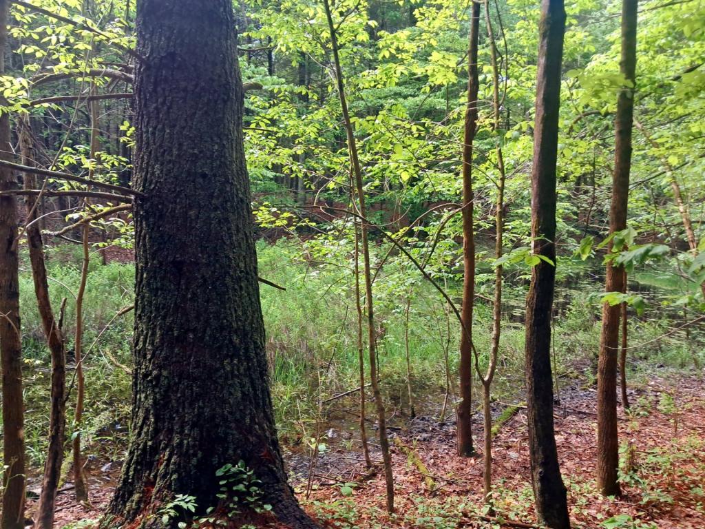Photo: Wetlands