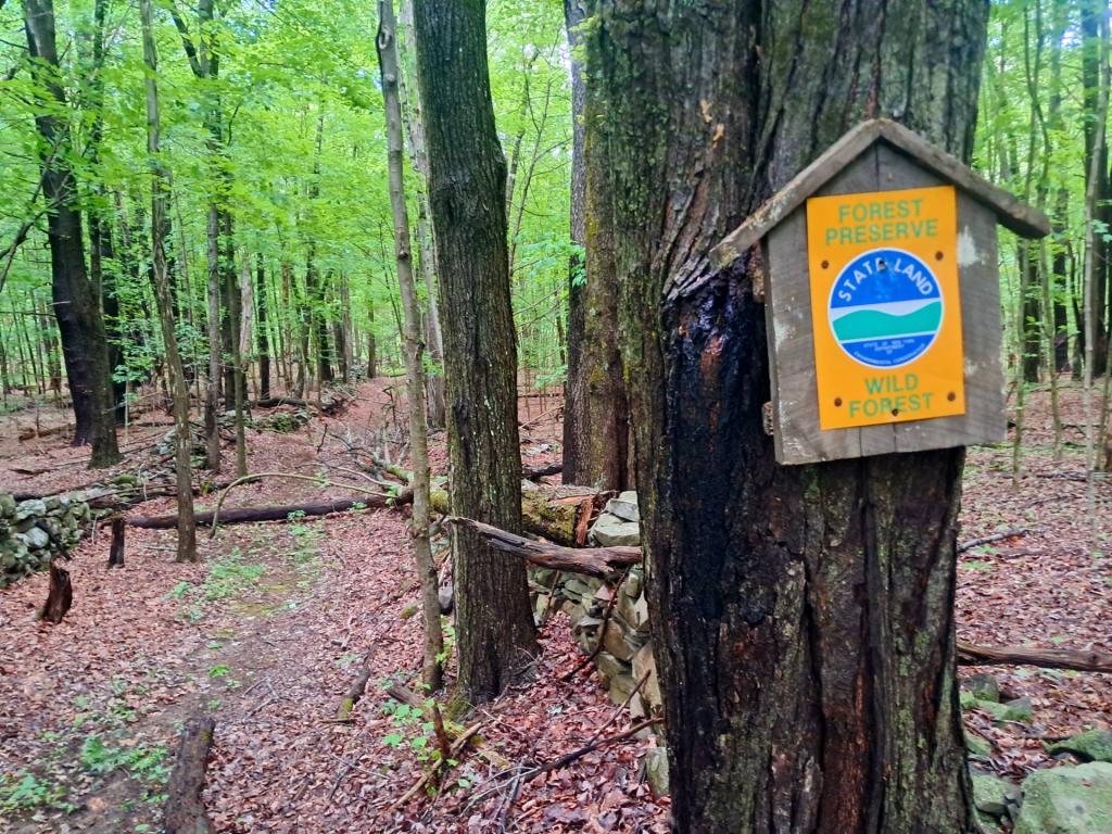 Photo: Wild Forest in Greenville