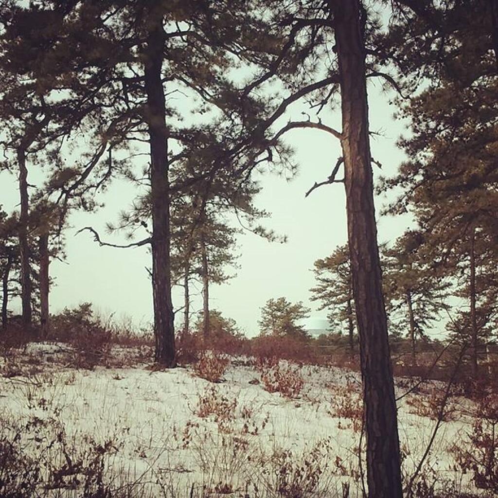 Photo: Even with alien invaders the trees are pretty