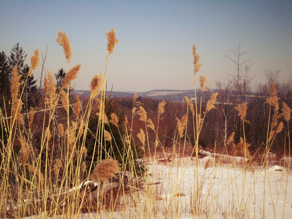 Photo: Cattails Photo: Cattails