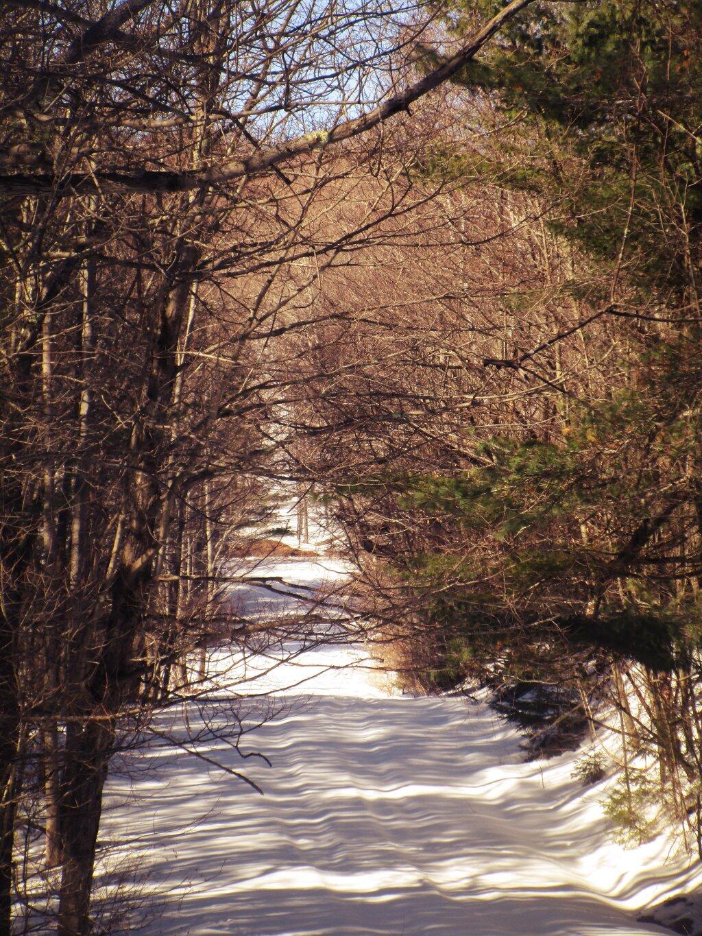 Photo: Cutting My Own Path Photo: Cutting My Own Path