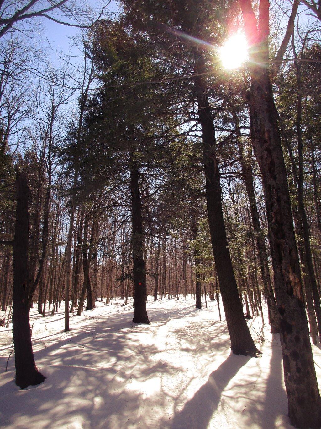 Photo: Skiing Along The Snowmobile Trail Photo: Skiing Along The Snowmobile Trail