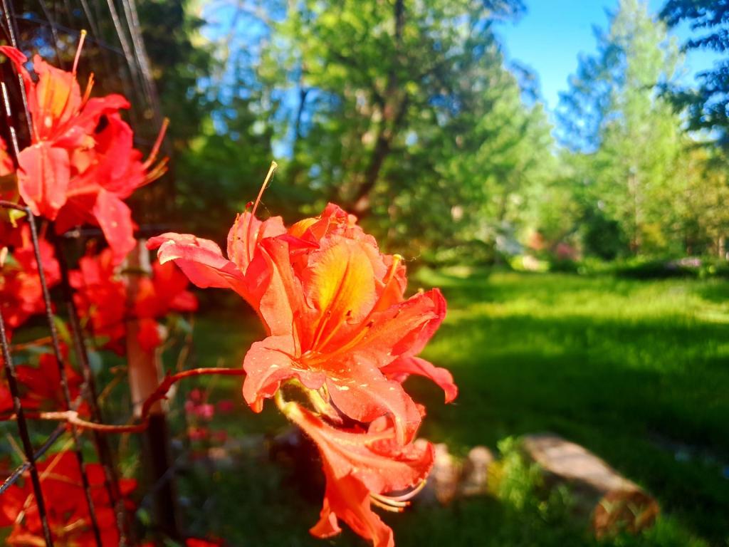 Photo: Mandarin Lights Azaleas
