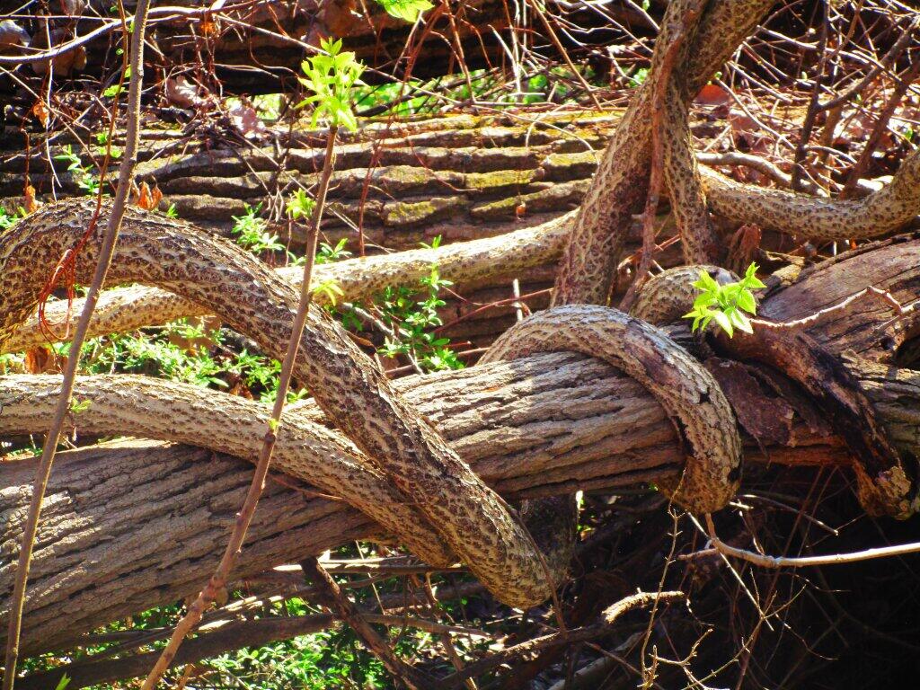 Photo: Strangled Photo: Strangled
