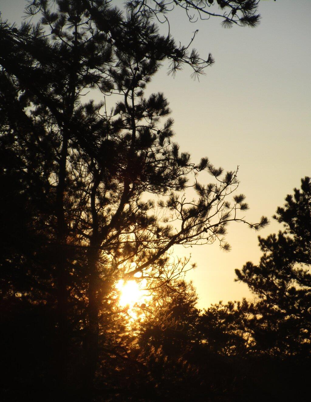 Photo: Piney Sunset