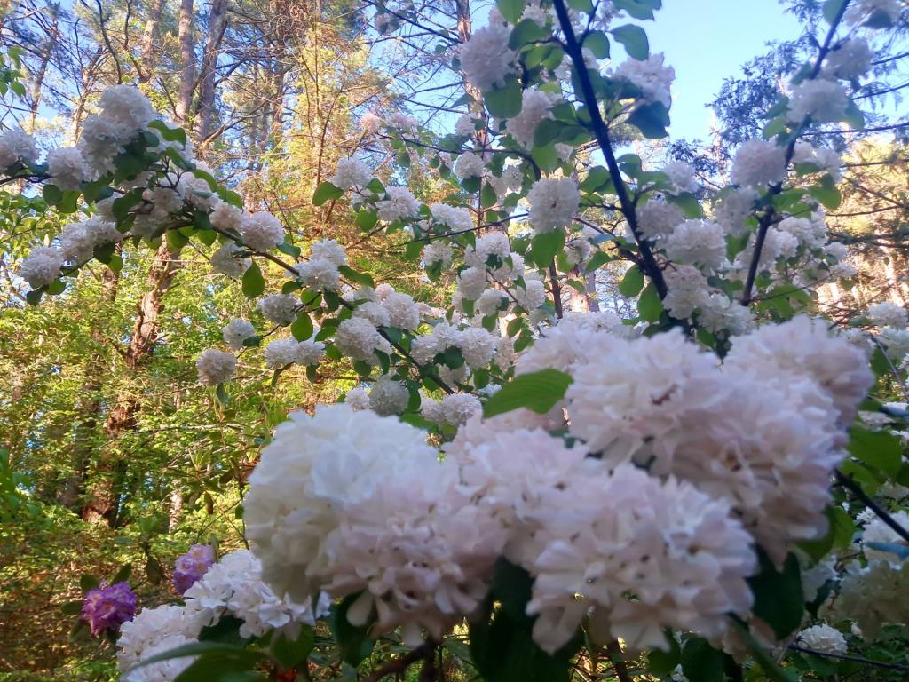 Photo: Snowball Viburnum