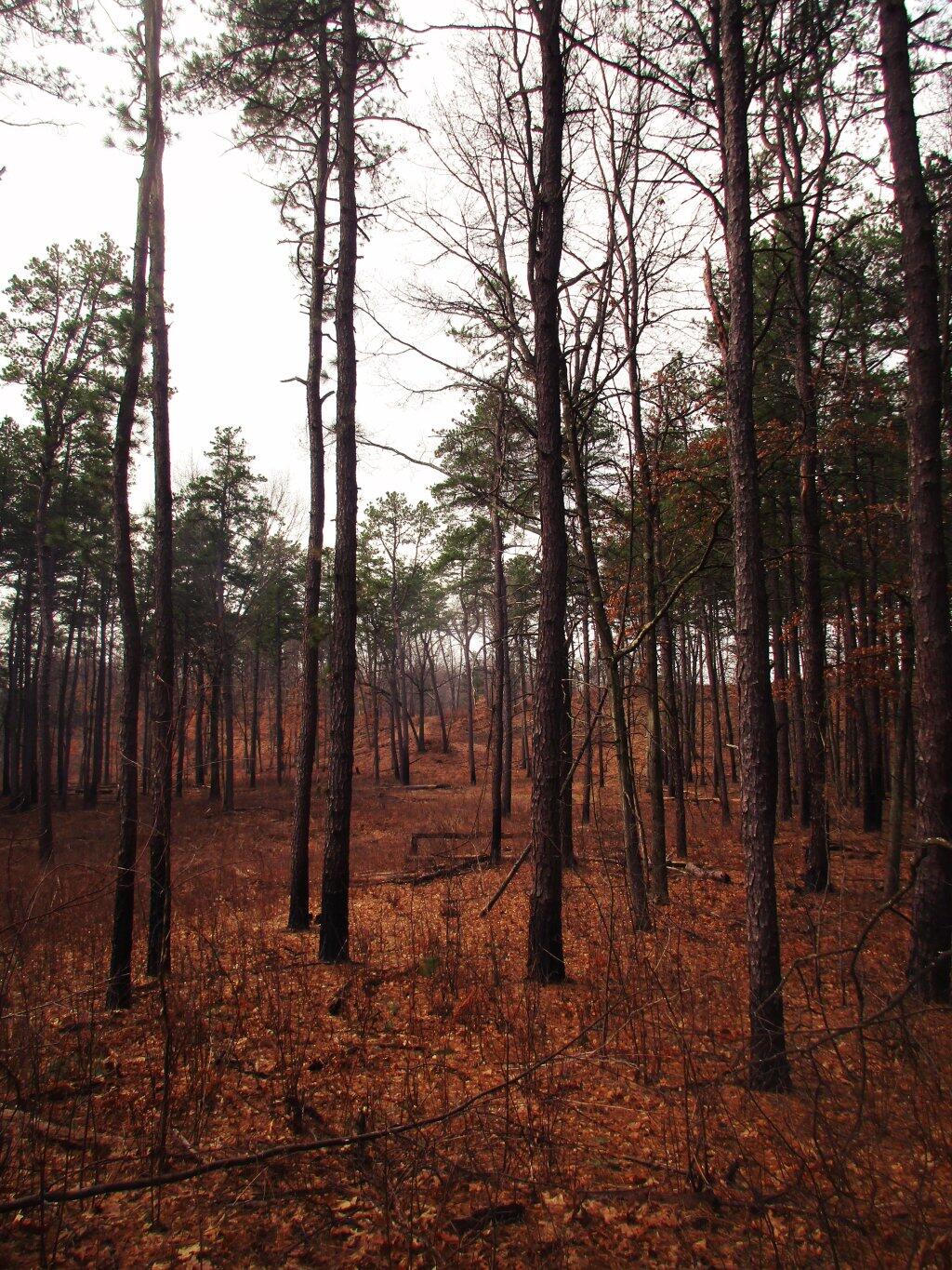 Photo: The Woods