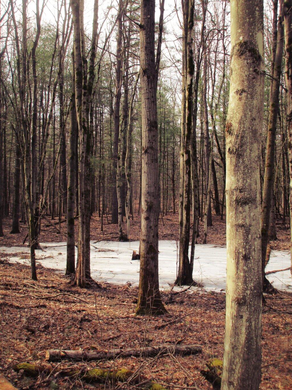 Photo: Vernal Pond