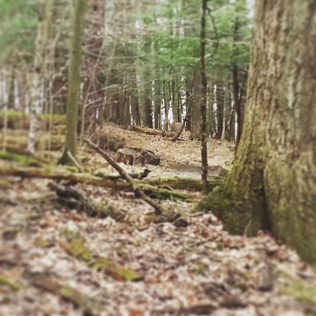 Photo: White Tail Photo: White Tail
