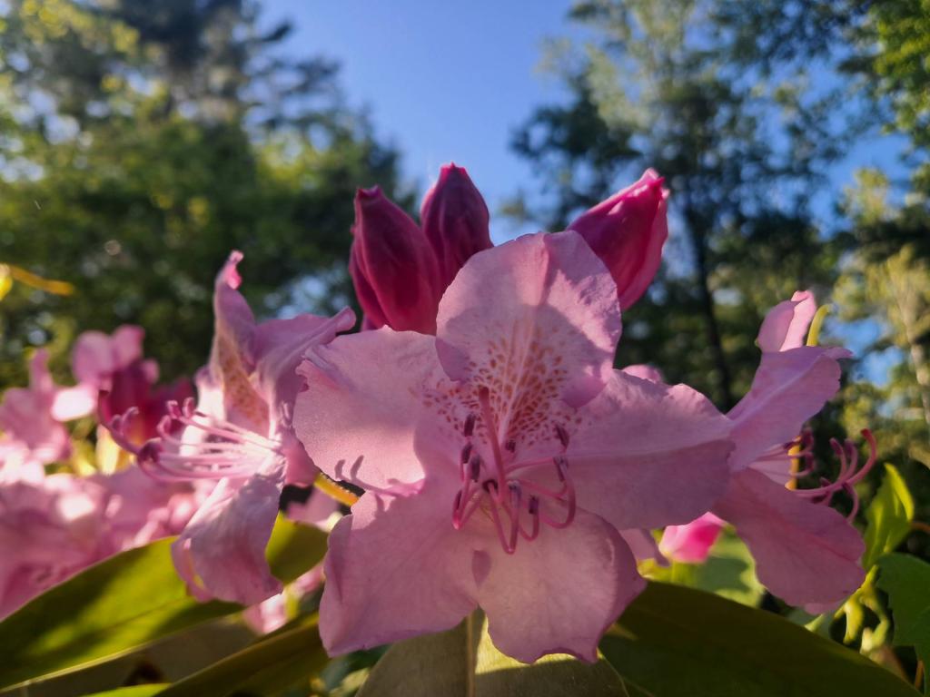 Photo: Pacific Rhododendron