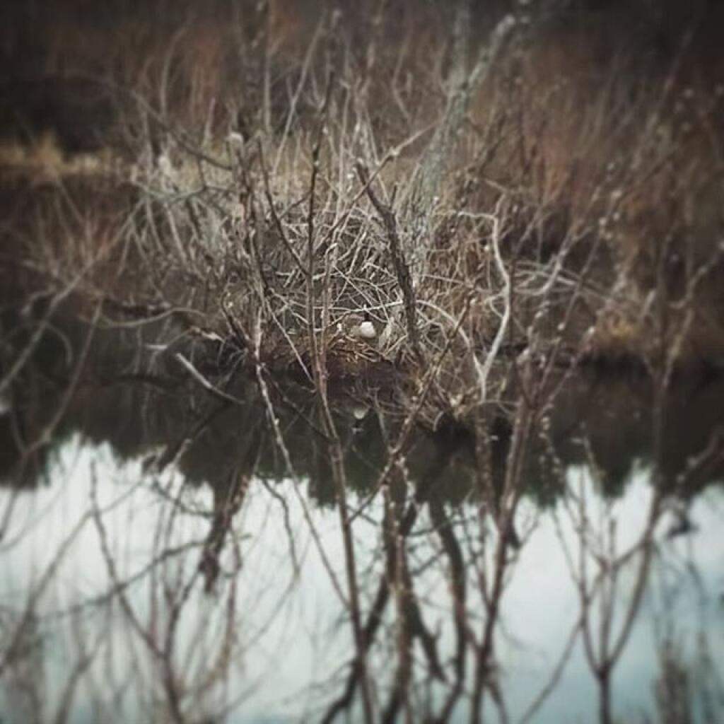 Photo: Mother Goose is on the loose Photo: Mother Goose is on the loose