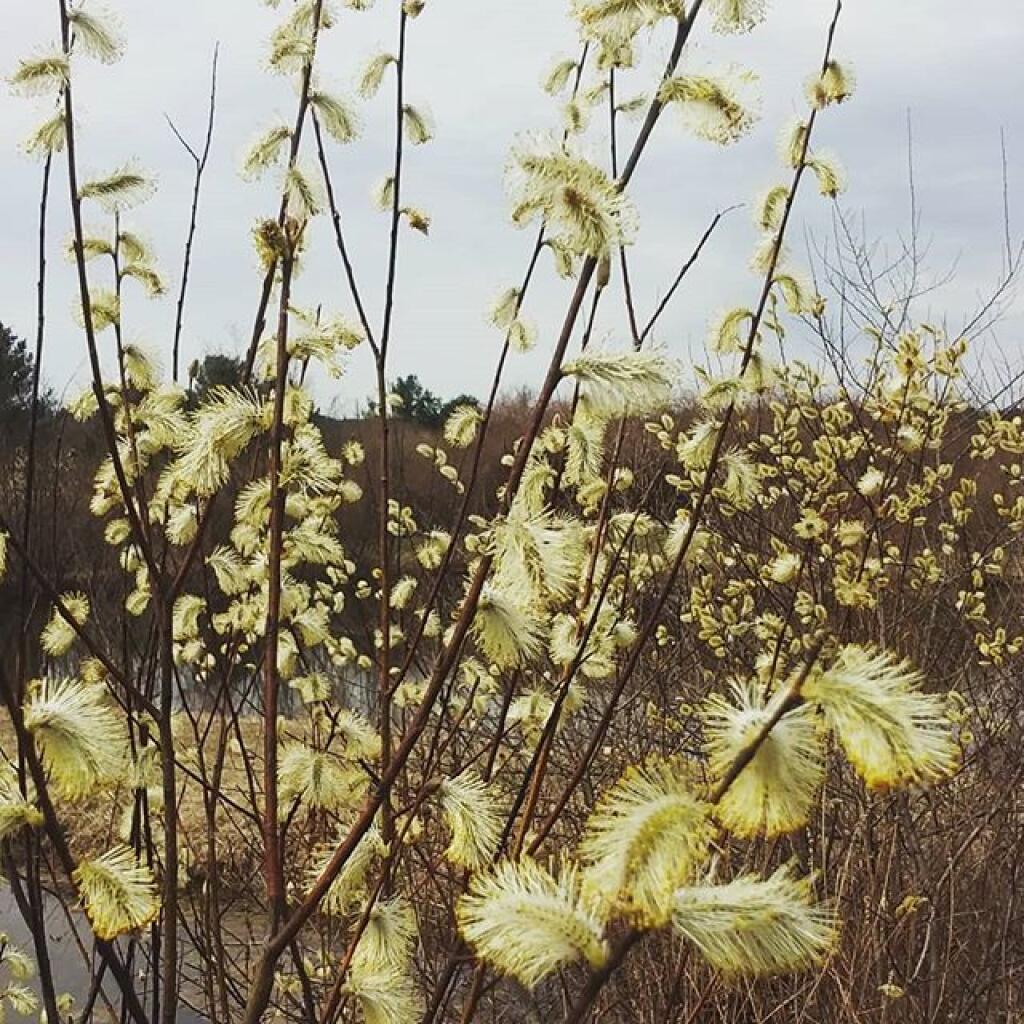 Photo: This week in pussy willows