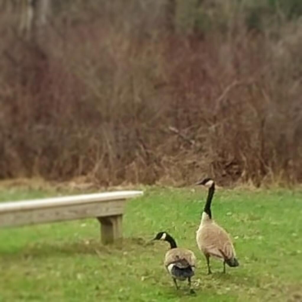 Photo: Geese Photo: Geese