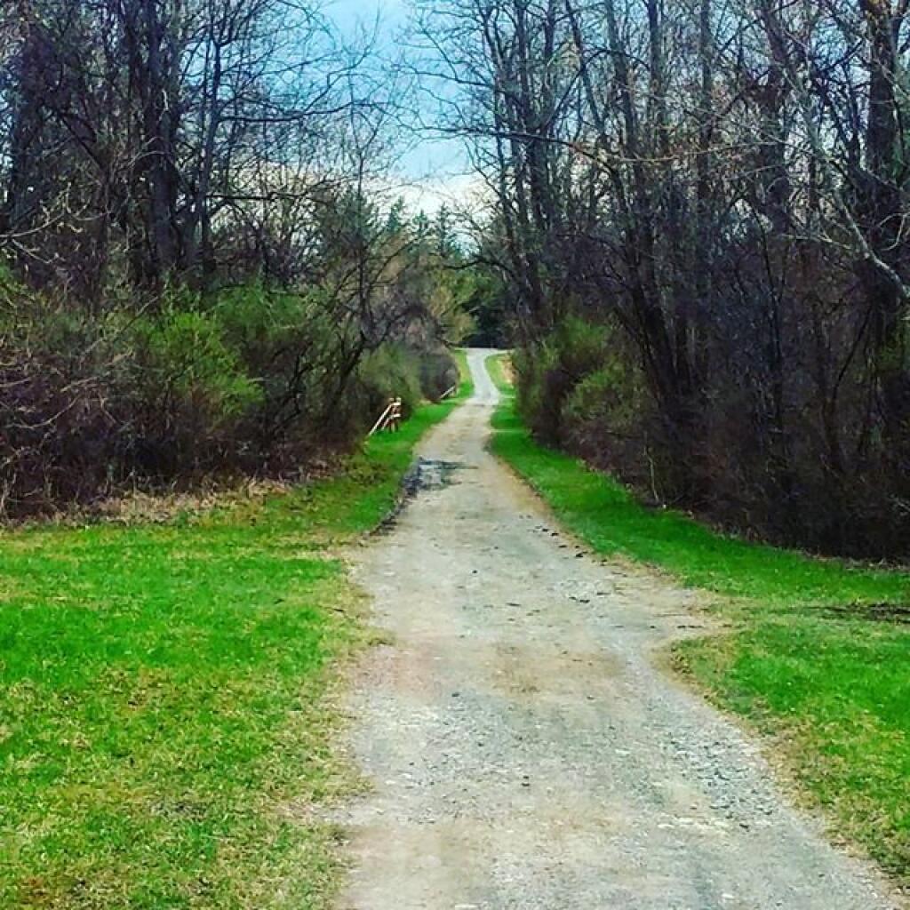 Photo: Buck thorn and the grass is getting green Photo: Buck thorn and the grass is getting green