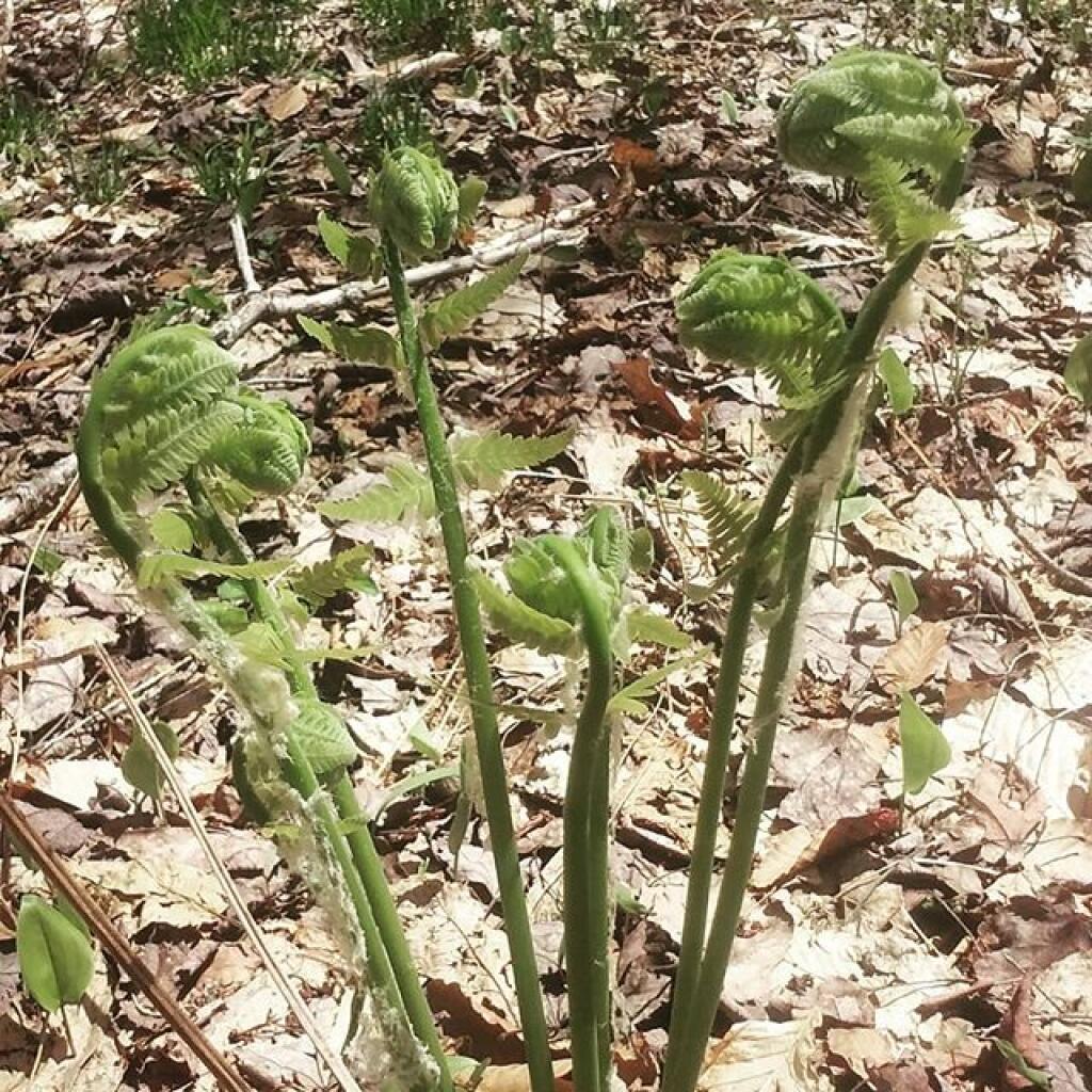 Photo: Fiddleheads Photo: Fiddleheads