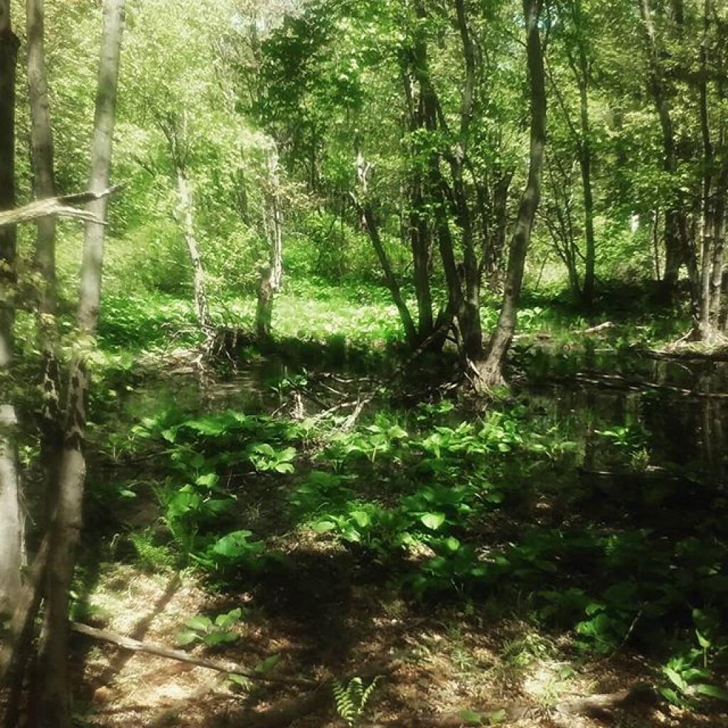 Photo: Been such a wet spring the vernal ponds are full Photo: Been such a wet spring the vernal ponds are full