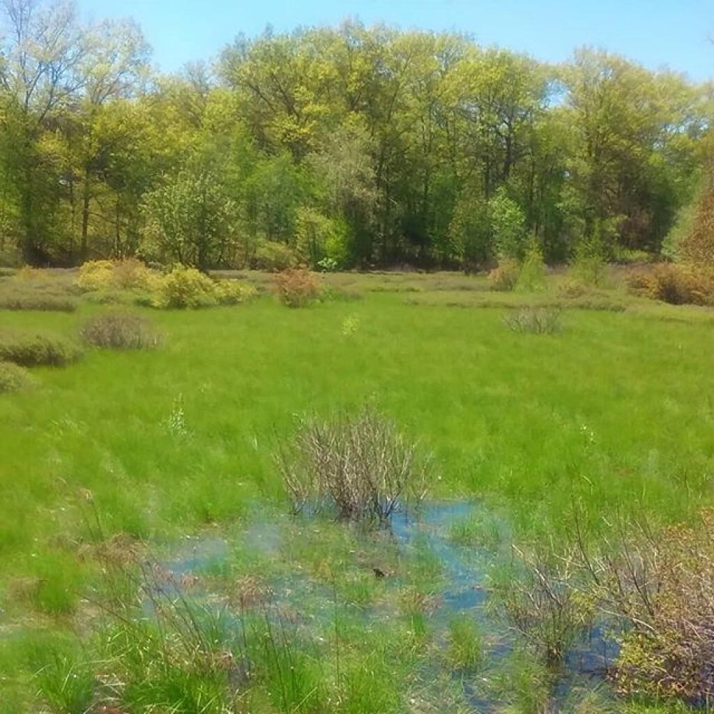 Photo: Wetland