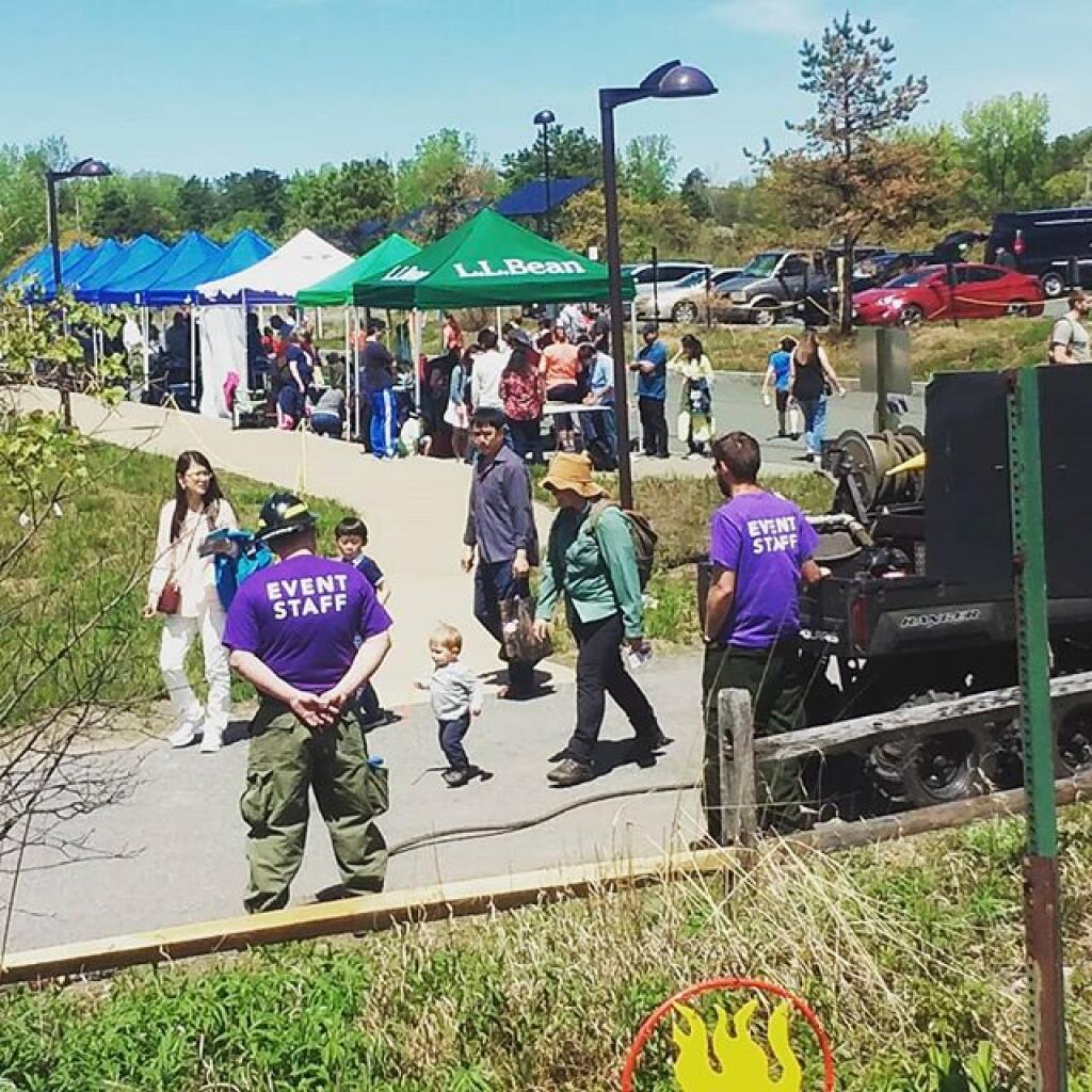 Photo: Lupine Festival