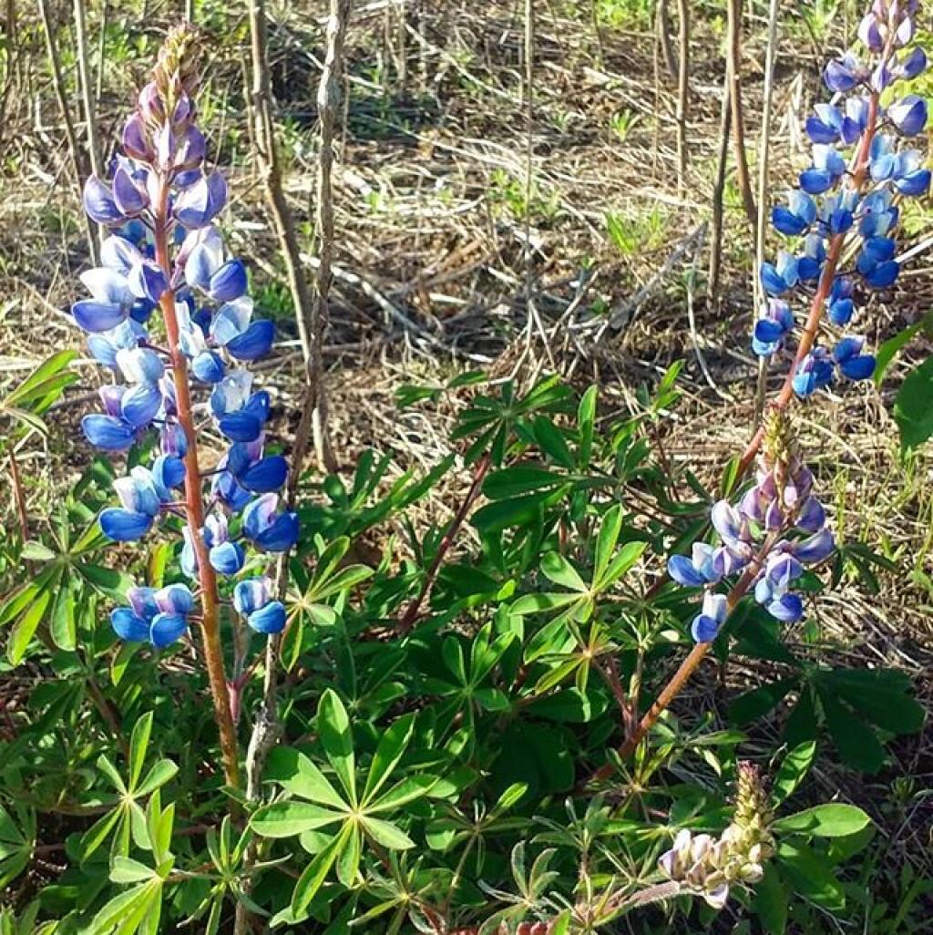Photo: A little lupine in bloom, not a lot